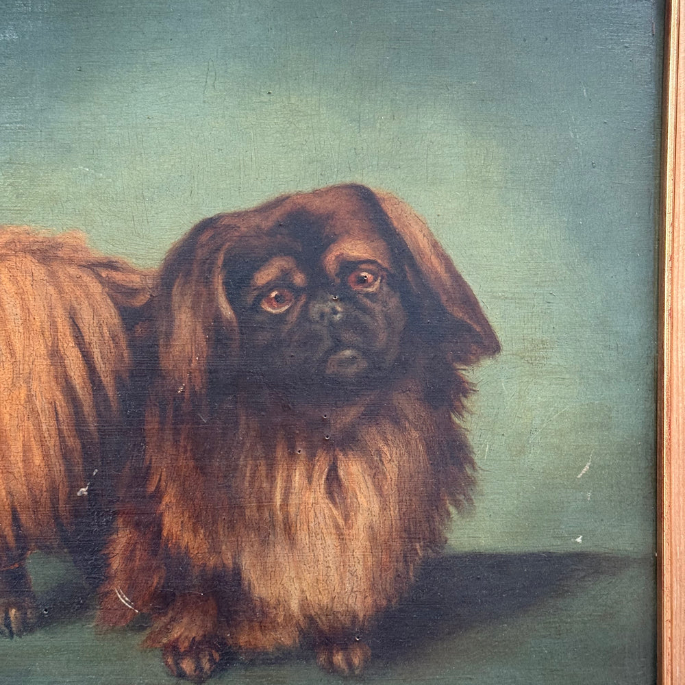 
                  
                    Dog Portrait Pekingese
                  
                