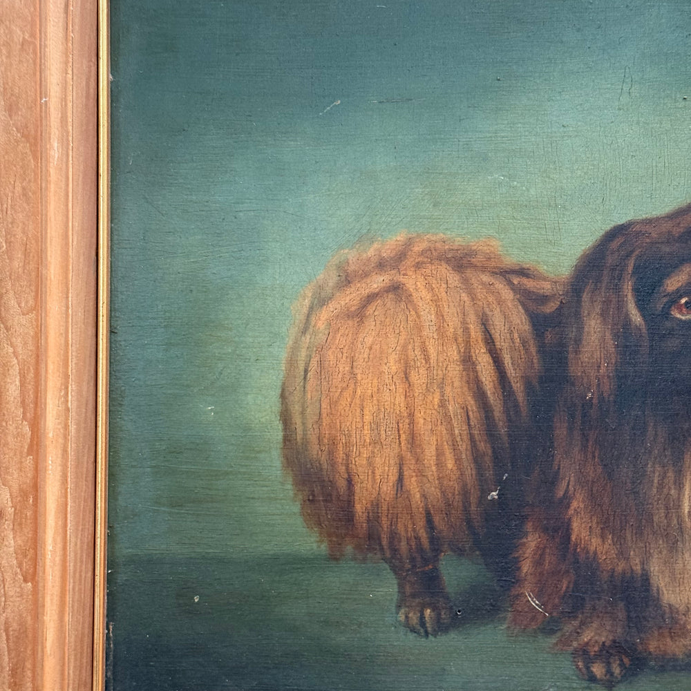 
                  
                    Dog Portrait Pekingese
                  
                