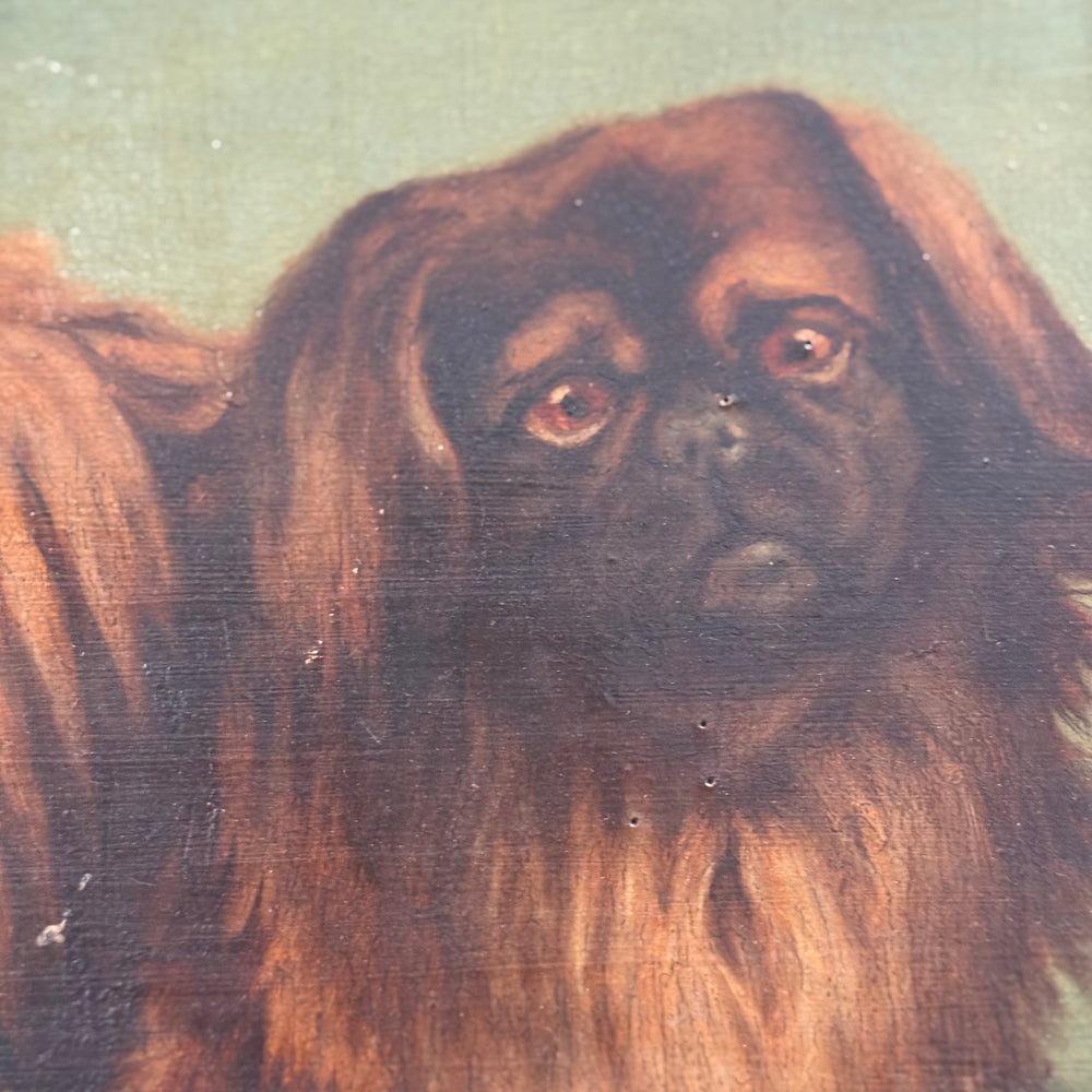 
                  
                    Dog Portrait Pekingese
                  
                