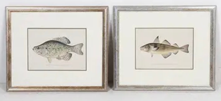 DENTON FISH CHROMOLITHOGRAPHS 19TH C.