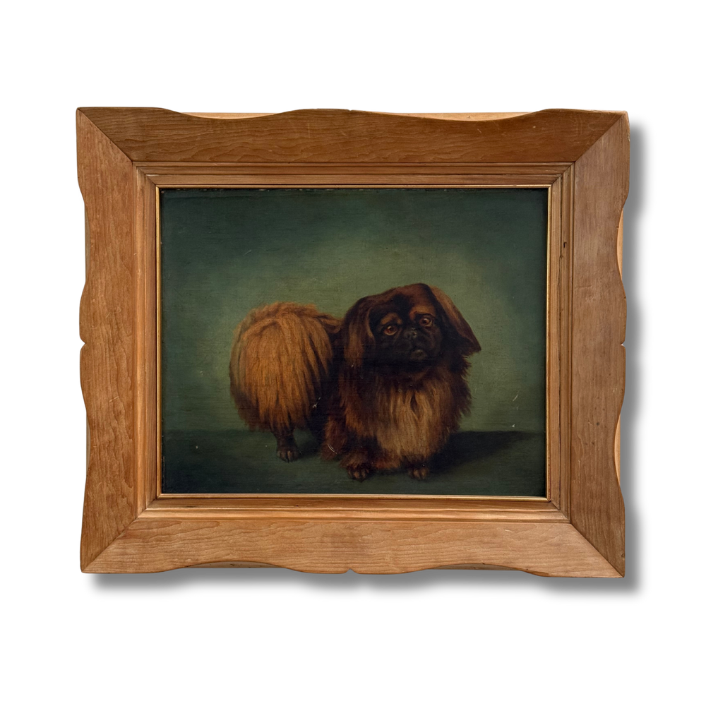 Dog Portrait Pekingese