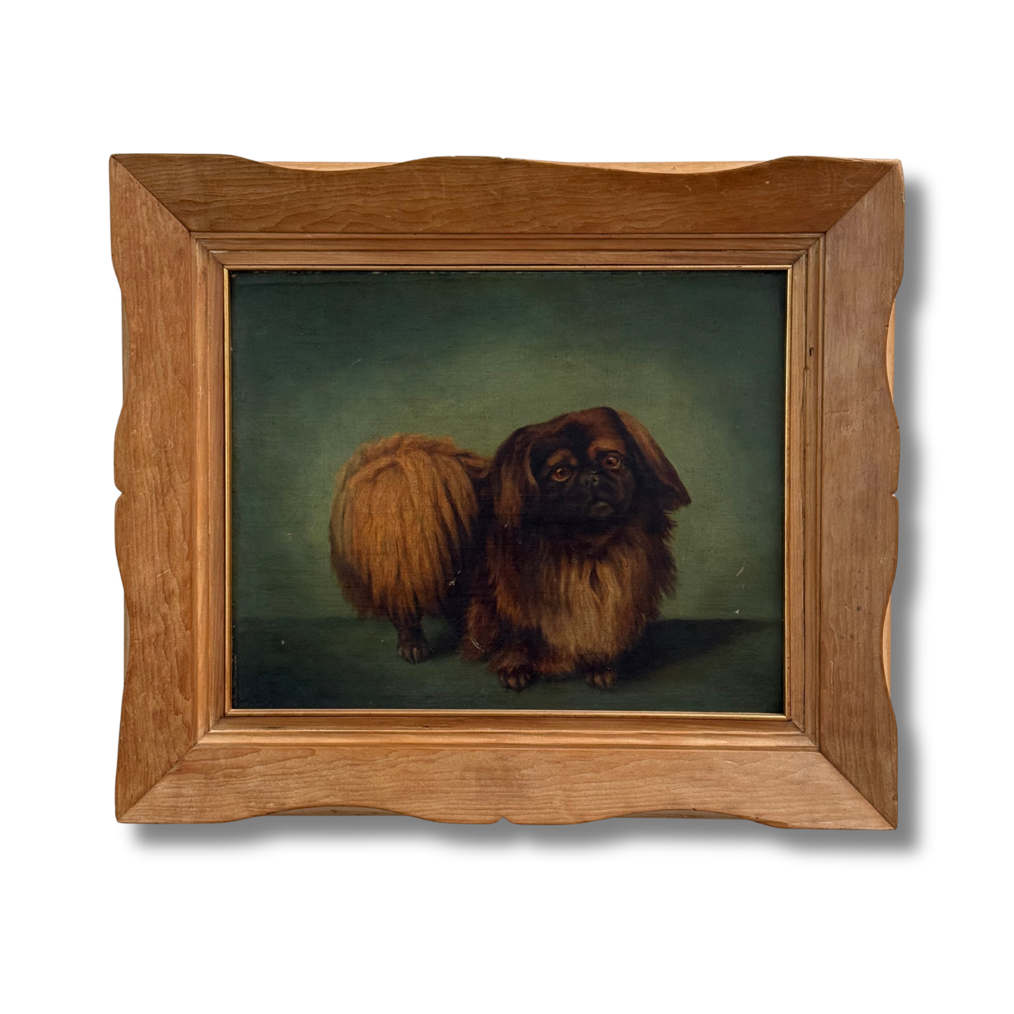 Dog Portrait Pekingese
